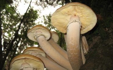 The mushrooms of Armillaria ostoyae are the fruiting bodies of a much larger organism that spreads underground.