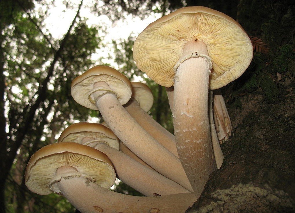 The mushrooms of Armillaria ostoyae are the fruiting bodies of a much larger organism that spreads underground.