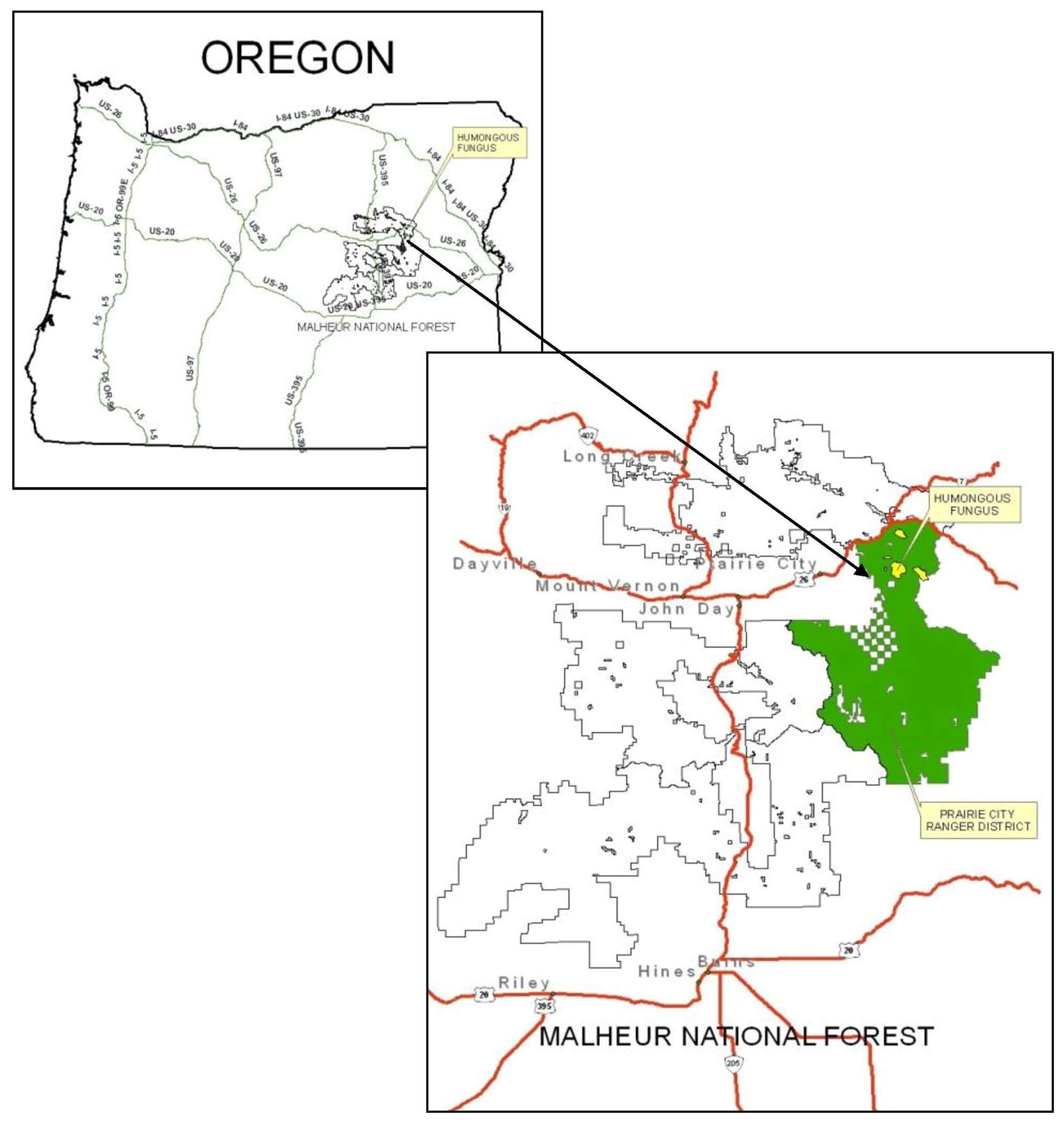 Area location map of Malheur National Forest and the fungus.