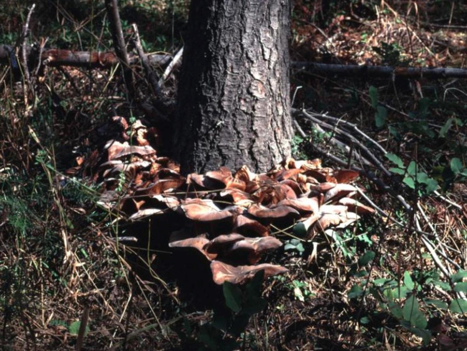 Armillaria ostoyae mushrooms cluster at the base of a live infected grand fir in Oregon’s Malheur National Forest.