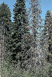 A section of the Malheur forest affected by the “humongous fungus.”