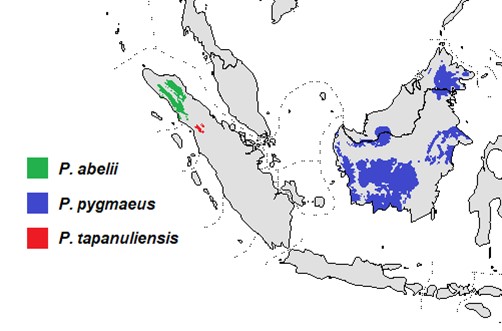 Present-day range of the three critically endangered orangutan species in the Indonesian Archipelago.