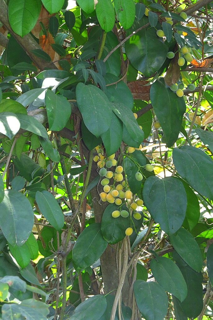 Photo of Fibraurea tinctoria, the medicinal herb that Rakus applied to his wound.