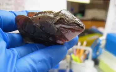 A frozen wood frog held in the lab.