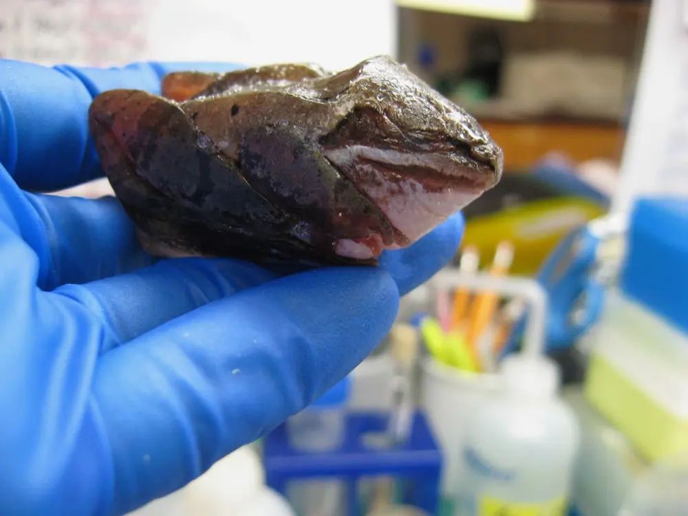 A frozen wood frog held in the lab.