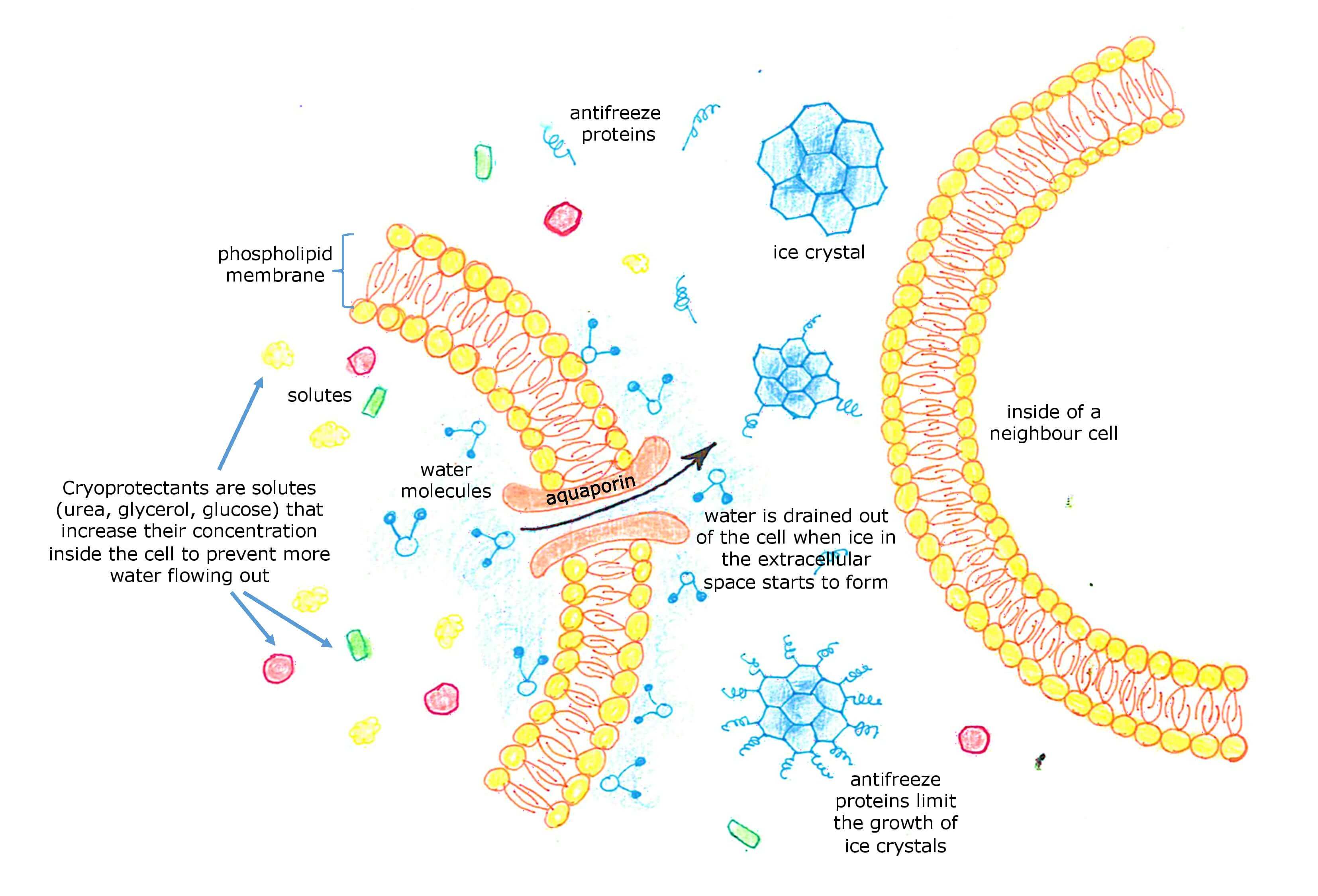 Prevention of freezing by forming a natural antifreeze solution in cells.