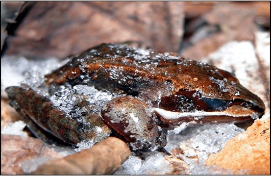 A frozen wood frog in its natural habitat.