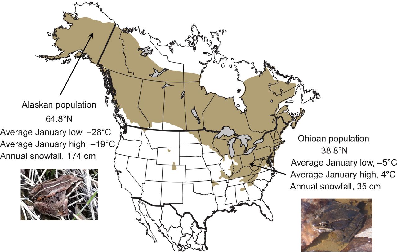 Wood frog habitats in North America.