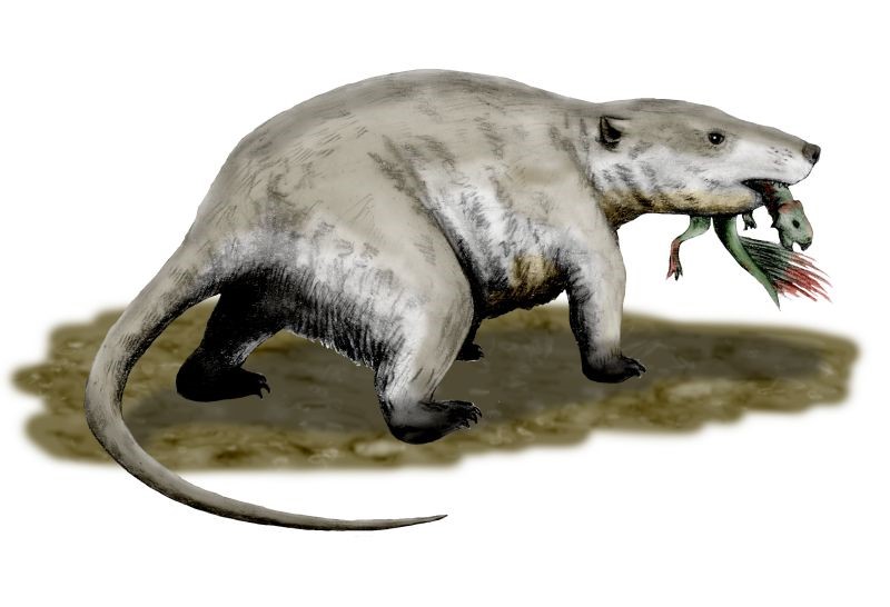 badger-sized Cretaceous mammal, Repenomamus