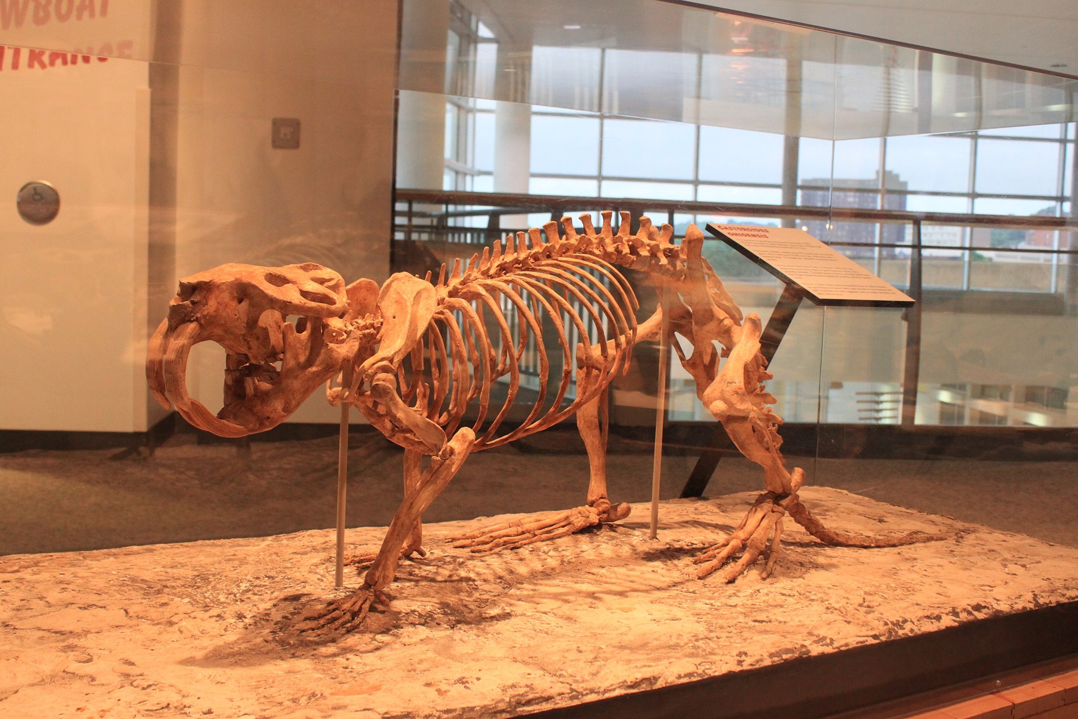 The giant Pleistocene beaver, Castoroides ohioensis was the largest rodent that ever lived, reaching 6 feet long and over 400 pounds (the size of a modern black bear!).