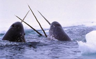 Narwhals breaching.