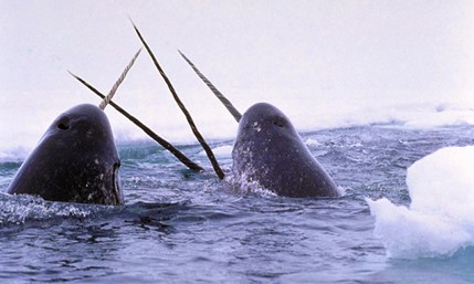 Narwhals breaching.