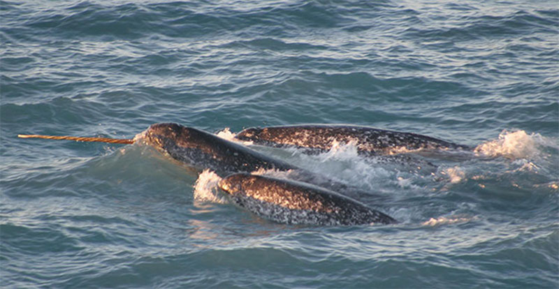 Blessing of narwhals, northern Canada, August 2005.