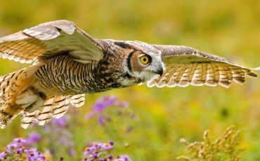 A great horned owl in flight over a meadow in Ontario, Canada.