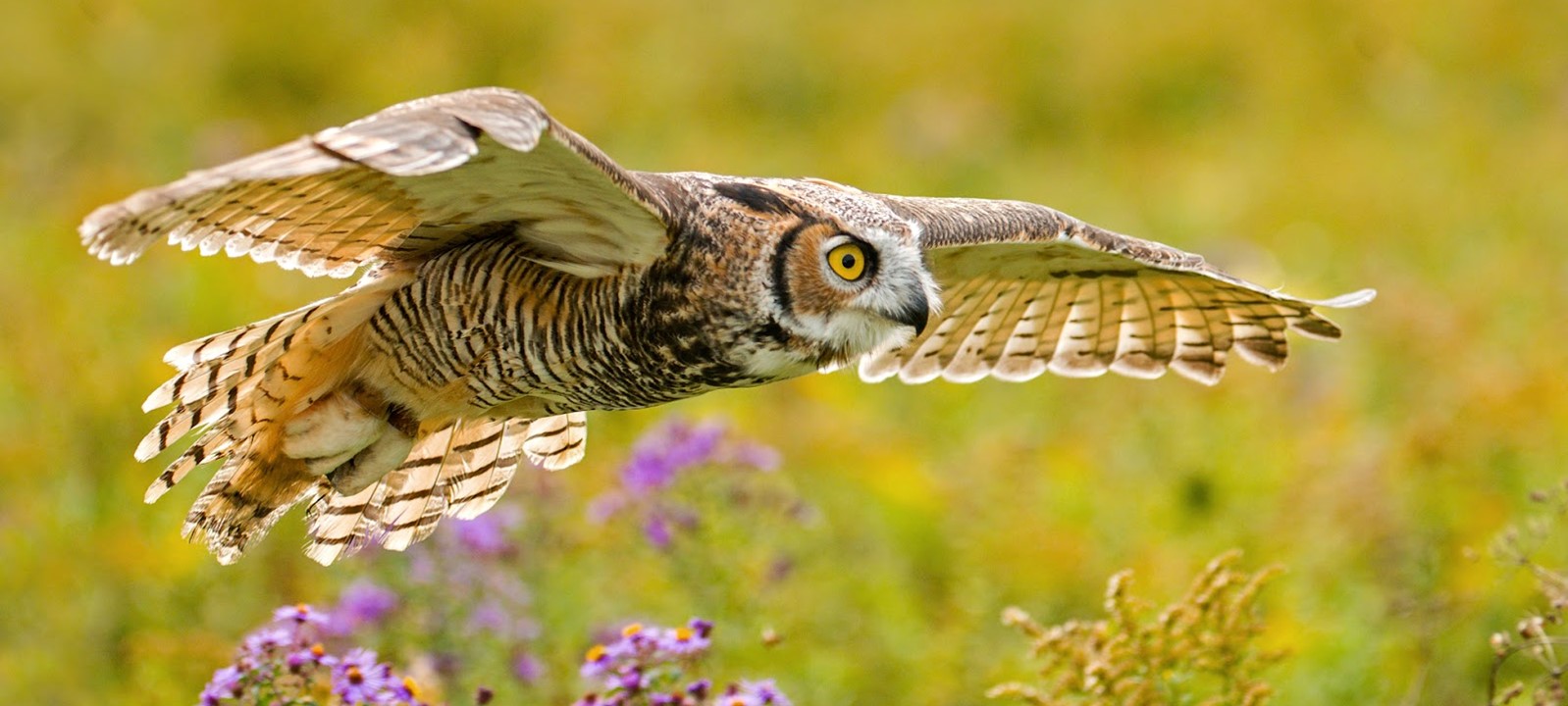 A great horned owl in flight over a meadow in Ontario, Canada.