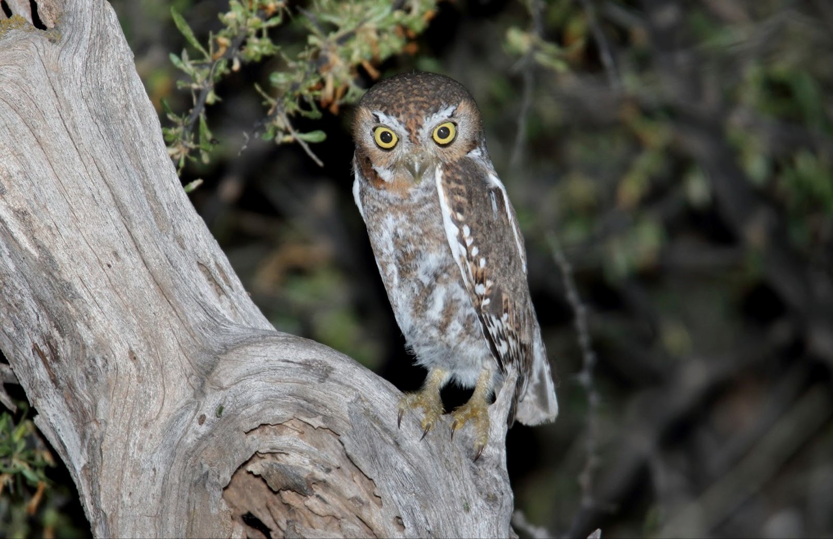 The elf owl