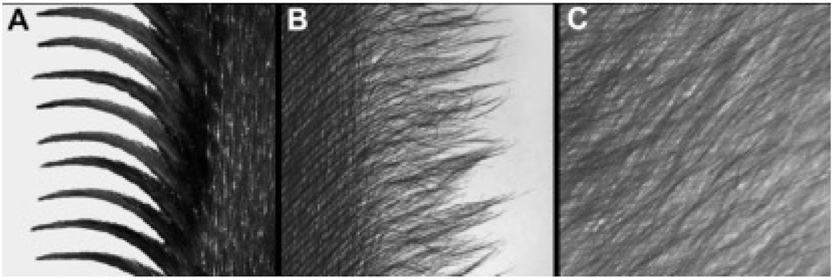 A close-up view of barn owl wing sections