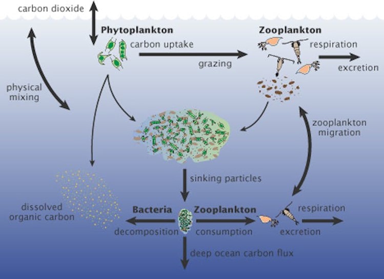 Phytoplankton in the ocean consume carbon dioxide as they photosynthesize. When they are eaten or decompose, some of the carbon they contain falls into the ocean depths.