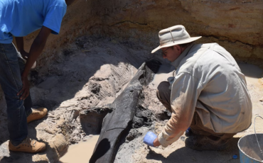 Dr. Larry Barham, from the University of Liverpool in the United Kingdom, works on the excavation of the tree trunk found alongside a wedge (object b in the following figure) dated at around 476,000 years old.