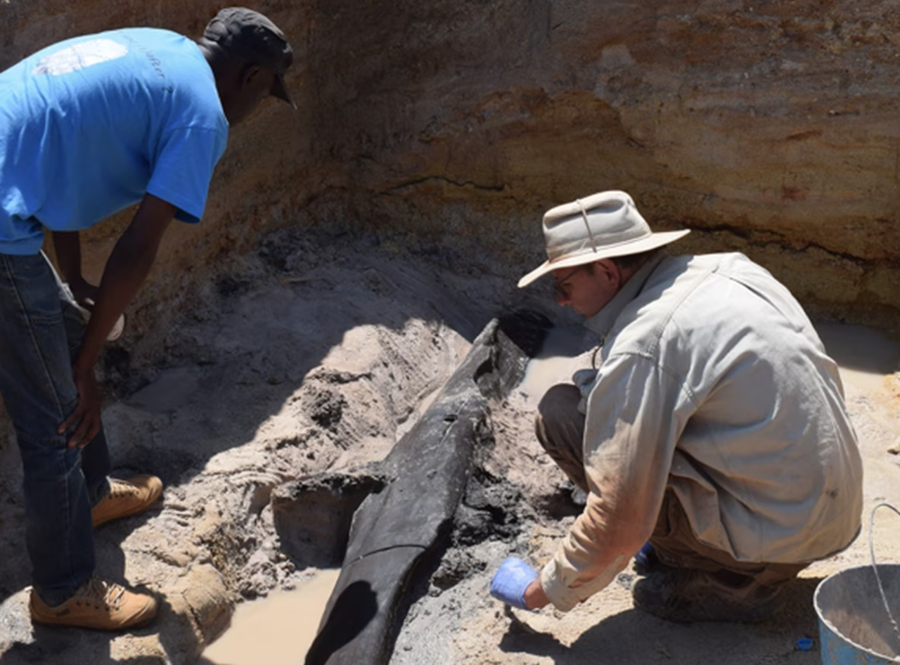 Dr. Larry Barham, from the University of Liverpool in the United Kingdom, works on the excavation of the tree trunk found alongside a wedge (object b in the following figure) dated at around 476,000 years old.