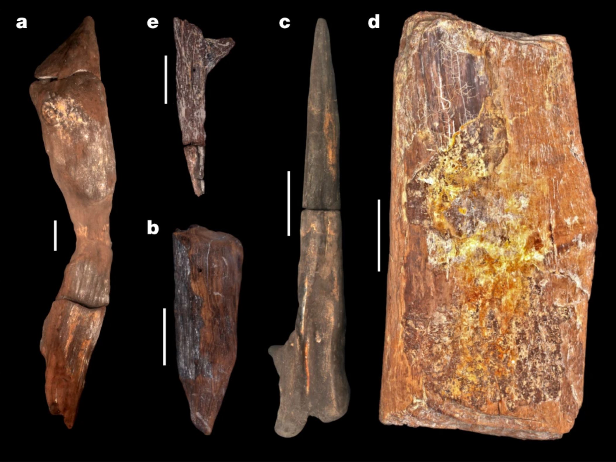 These five wood tools were found at the archaeological site of Kalambo Falls, Zambia