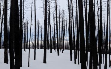 A forest impacted by wildfire in winter.