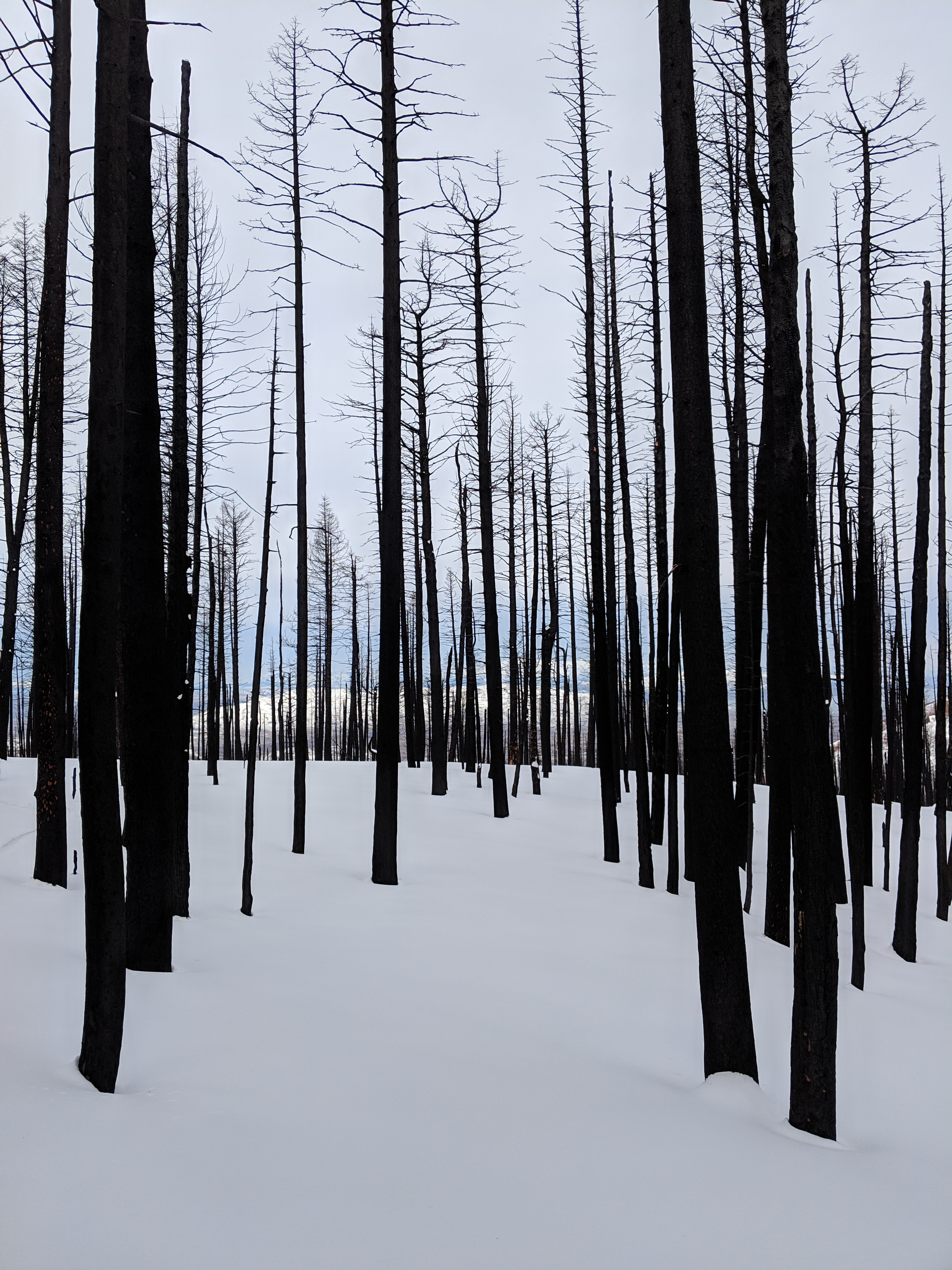 A forest impacted by wildfire in winter.