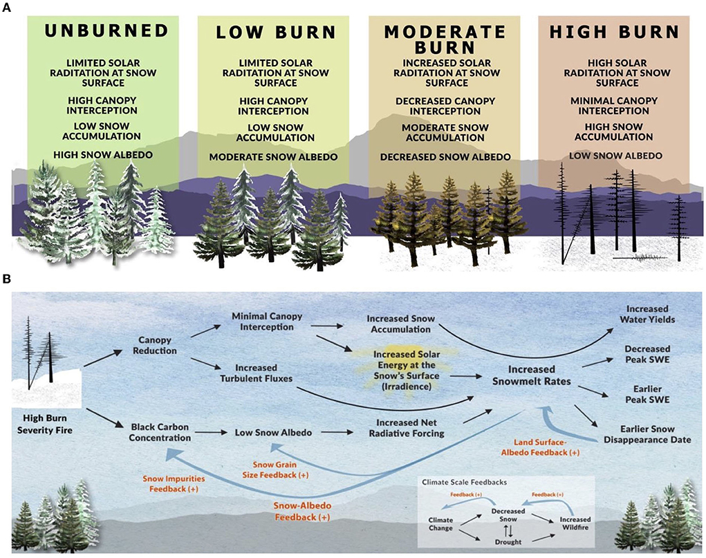 Diagrams showing the complex relationship between (A) fire severity and snow accumulation and (B) the multiple positive and negative feedback loops present in high burn areas.